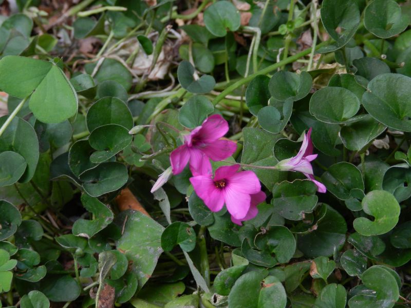 Oxalis articulata